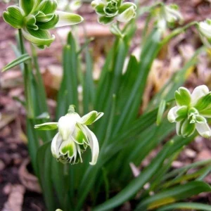 Albuca Humilis Succulent Bulbs – 3 Live Green & White Variegated Flower Plant Bulbs – Indoor/Outdoor - Image 2