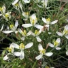 Albuca Humilis Succulent Bulbs – 3 Live Green & White Variegated Flower Plant Bulbs – Indoor/Outdoor - Image 1