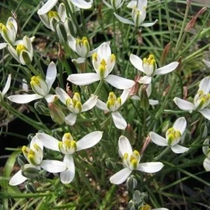 Albuca Humilis Succulent Bulbs – 3 Live Green & White Variegated Flower Plant Bulbs – Indoor/Outdoor - Image 1