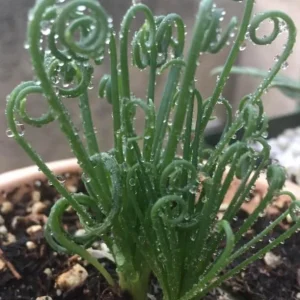 Albuca Spiralis Frizzle Sizzle Plant Live Curly Succulent, 4