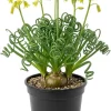 Albuca Spiralis Frizzle Sizzle Plant Live Curly Succulent, 4" Pot - Image 1