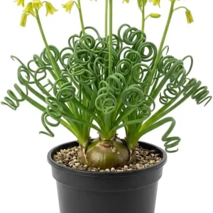 Albuca Spiralis Frizzle Sizzle Plant Live Curly Succulent, 4