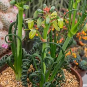 Albuca Spiralis Frizzle Sizzle Plant Live Curly Succulent, 4