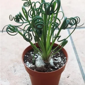 Albuca Spiralis Frizzle Sizzle Plant Live Curly Succulent, 4