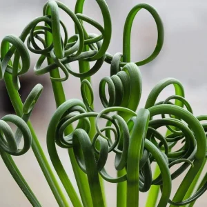 Albuca Spiralis Live Plant Frizzle Sizzle Succulent, 4