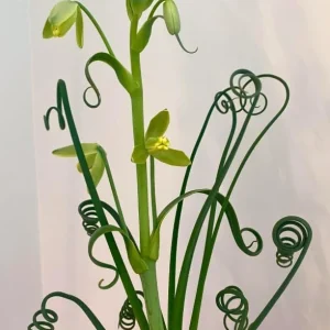 Albuca Spiralis Live Plant Frizzle Sizzle Succulent, 4