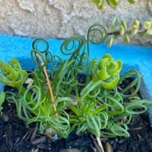 Albuca Spiralis Live Plant Frizzle Sizzle Succulent, 4