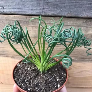 Albuca Spiralis Live Plant Frizzle Sizzle Succulent, 4