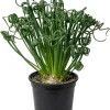 Albuca Spiralis Live Plant Frizzle Sizzle Succulent, 4" Pot, Rare Curly Grass - Image 1