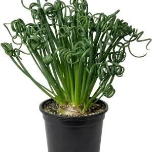 Albuca Spiralis Live Plant Frizzle Sizzle Succulent, 4