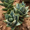 Aloe Nobilis Gold Toothed Live Succulent Plant - 4 inch Pot, Indoor/Outdoor - Image 1
