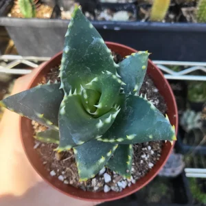 Aloe Nobilis Gold Toothed Live Succulent Plant - 4 inch Pot, Indoor/Outdoor - Image 5