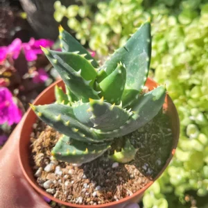 Aloe Nobilis Gold Toothed Live Succulent Plant - 4 inch Pot, Indoor/Outdoor - Image 6