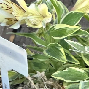 Alstroemeria Aurea Yellow Variegated Peruvian Lily Root Bulb 1 Live Plant Outdoor - Image 2