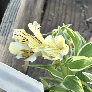 Alstroemeria Aurea Yellow Variegated Peruvian Lily Root Bulb 1 Live Plant Outdoor - Image 3