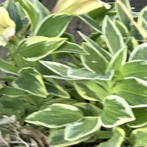 Alstroemeria Aurea Yellow Variegated Peruvian Lily Root Bulb 1 Live Plant Outdoor - Image 4