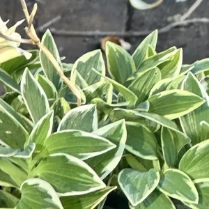 Alstroemeria Aurea Yellow Variegated Peruvian Lily Root Bulb 1 Live Plant Outdoor - Image 5