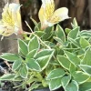 Alstroemeria Aurea Yellow Variegated Peruvian Lily Root Bulb 1 Live Plant Outdoor - Image 1