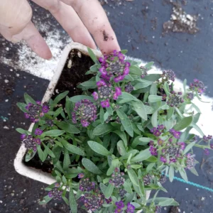 Alyssum Live Plant - Mixed Purple & White Flowers, 4 inch Pot - Image 2