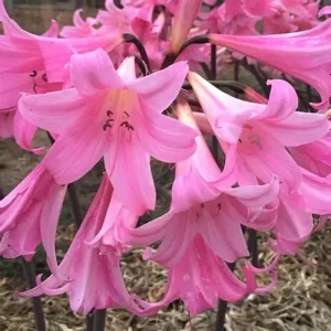 Amaryllis Belladonna Pink Naked Lady Lily Bulbs - 2 Pack, Live 2-3