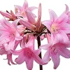 Amaryllis Belladonna Pink Naked Lady Lily Bulbs - 2 Pack, Live 2-3" Bulbs, Indoor/Outdoor - Image 1