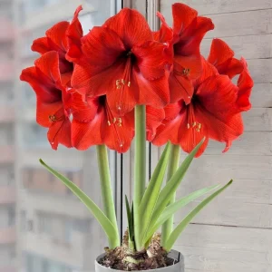 Amaryllis Red Lion Lily 1 Live Flower Bulb - Large Bloom Indoor/Outdoor - Image 2