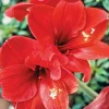Amaryllis Red Lion Lily 1 Live Flower Bulb - Large Bloom Indoor/Outdoor - Image 1