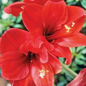 Amaryllis Red Lion Lily 1 Live Flower Bulb - Large Bloom Indoor/Outdoor - Image 1
