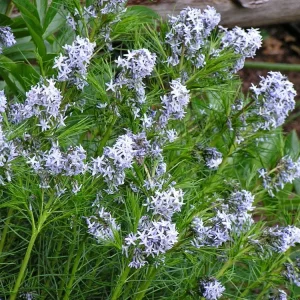 Amsonia Hubrichtii Threadleaf Bluestar Live Plant - Starter Plant 4-6