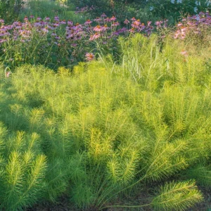 Amsonia Hubrichtii Threadleaf Bluestar Live Plant - Starter Plant 4-6