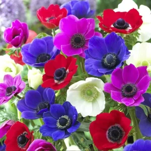 Anemone De Caen Mix Flower Bulbs - 5 Count Dutch Windflowers Outdoor - Image 2