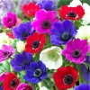 Anemone De Caen Mix Flower Bulbs - 5 Count Dutch Windflowers Outdoor - Image 1
