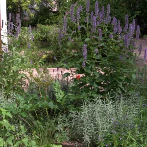 Anise Hyssop Live Starter Plant - Agastache foeniculum - 2.5