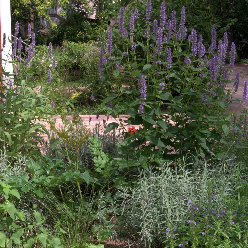 Anise Hyssop Live Starter Plant - Agastache foeniculum - 2.5"x3.5" Pot - Image 4