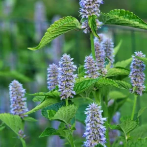 Anise Hyssop Live Starter Plant - Agastache foeniculum - 2.5"x3.5" Pot - Image 1