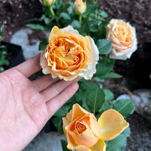 Apricot Rose Starter Live Plant - Beautiful Rose Bush, 3-6 inches - Image 1