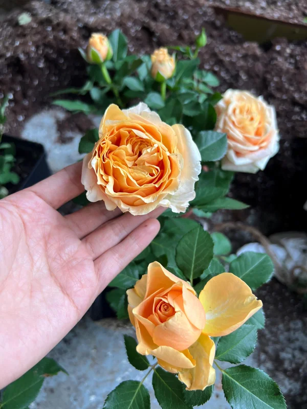 Apricot Rose Starter Live Plant - Beautiful Rose Bush, 3-6 inches - Image 1