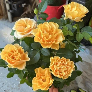 Apricot Rose Starter Live Plant - Beautiful Rose Bush, 3-6 inches - Image 2