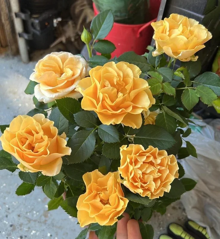 Apricot Rose Starter Live Plant - Beautiful Rose Bush, 3-6 inches - Image 2
