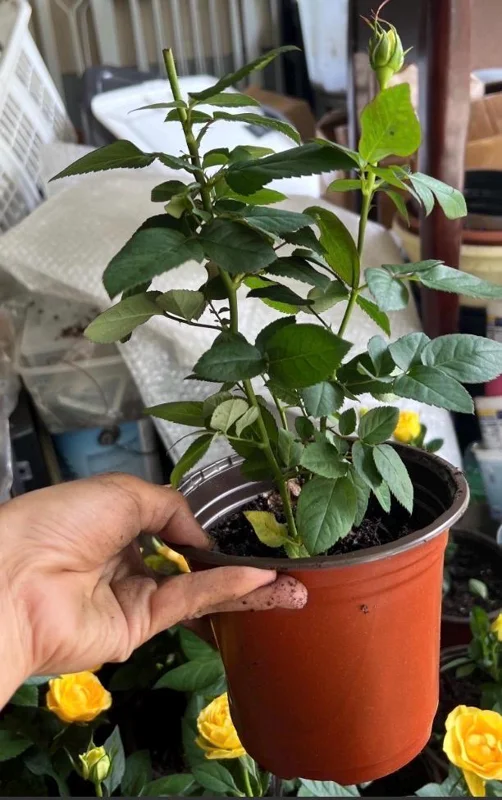 Apricot Rose Starter Live Plant - Beautiful Rose Bush, 3-6 inches - Image 3