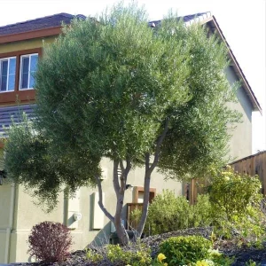 Arbequina Olive Tree Live Starter Plant 8-10