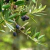 Arbequina Olive Tree Live Starter Plant 8-10" Tall - Drought Tolerant - Image 1