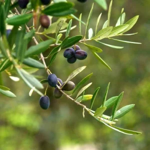 Arbequina Olive Tree Live Starter Plant 8-10" Tall - Drought Tolerant - Image 1