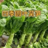 Asparagus Lettuce Seeds - Sweet & Crisp Celtuce, Heat-Tolerant, 200 Seeds - Image 1
