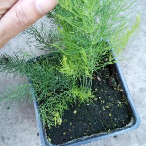 Asparagus Mary Washington Live Plants - 2 Set, 4 Inch Pot, Outdoor Edible - Image 2