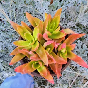 Assorted 8 Colorful Crassula Succulents Live Plants in 4