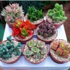 Assorted 8 Colorful Crassula Succulents Live Plants in 4" Pots - Image 1