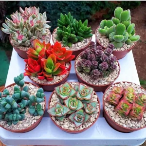 Assorted 8 Colorful Crassula Succulents Live Plants in 4