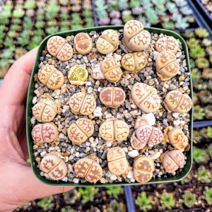 Assorted Lithops Live Plant – Living Stones – 2 inch Pot – Succulent - Image 2