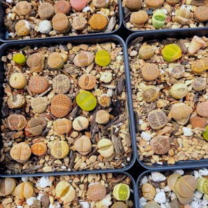 Assorted Lithops Live Plant – Living Stones – 2 inch Pot – Succulent - Image 3